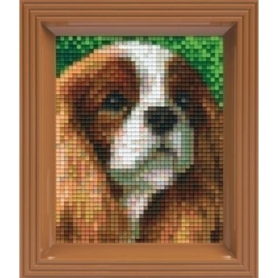 King Charles Spaniel