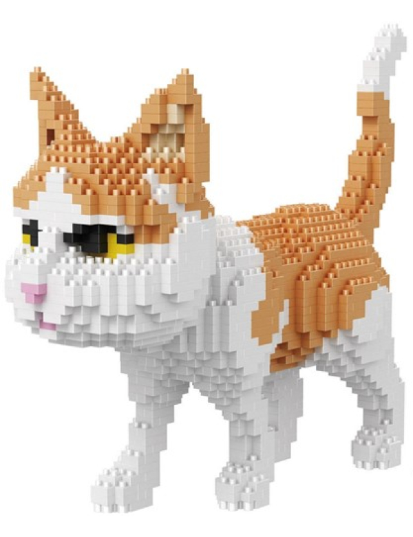 Orange kat