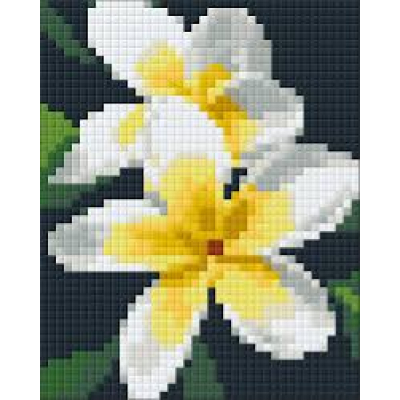 Frangipani bloem (801143) 1 basisplaat