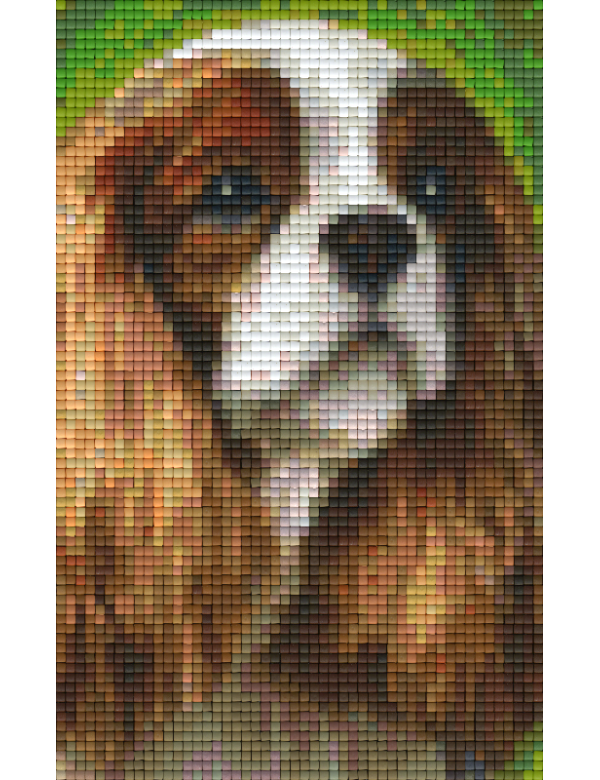 King Charles spaniel (802095) 2 basisplaten King Charles spaniel (802095) 2 basisplaten