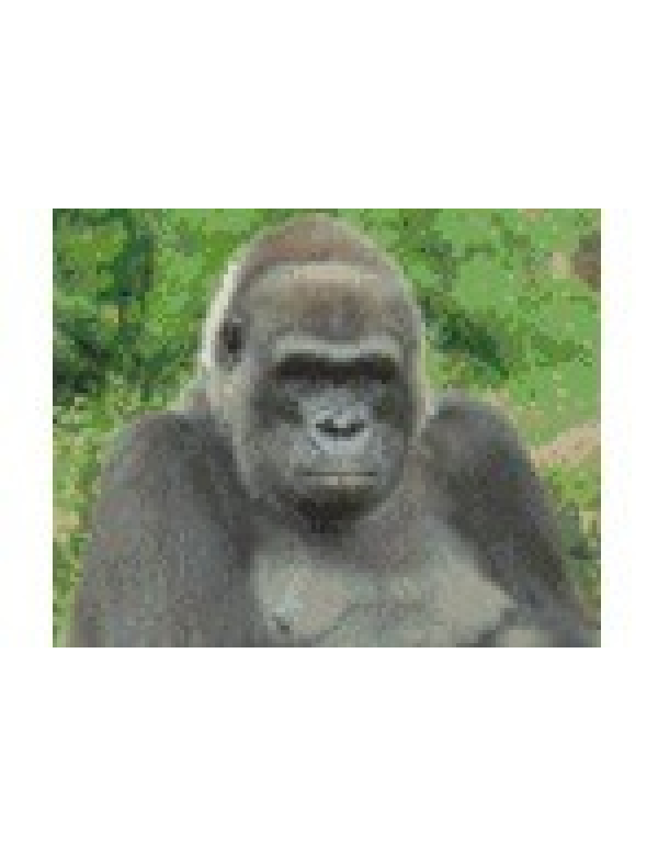 gorilla (804260) 4 basisplaten