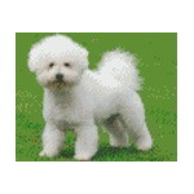 bichon frise (804203) 4 basisplaten