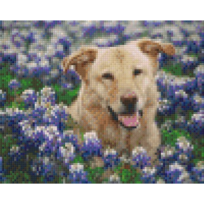 hond tussen bloemen (804137) 4 basisplaten