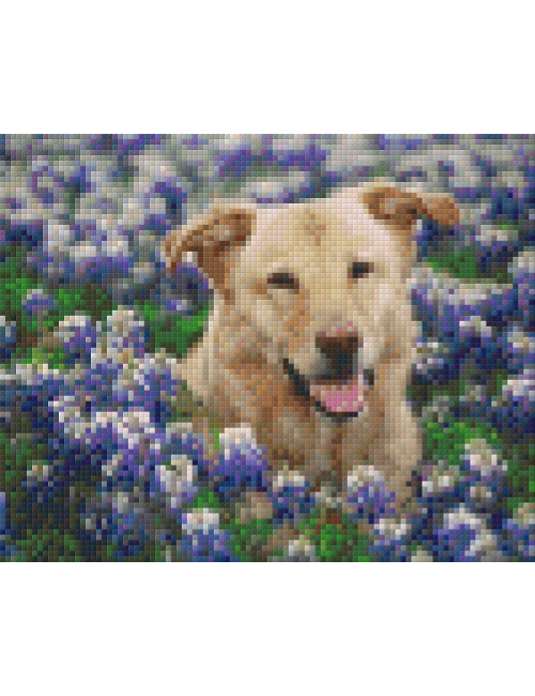 hond tussen bloemen (804137) 4 basisplaten