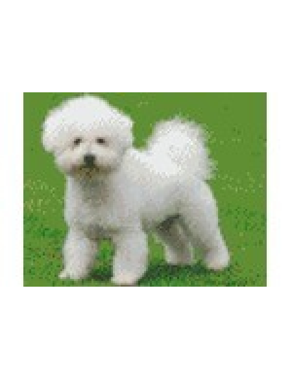 bichon frise (804203) 4 basisplaten