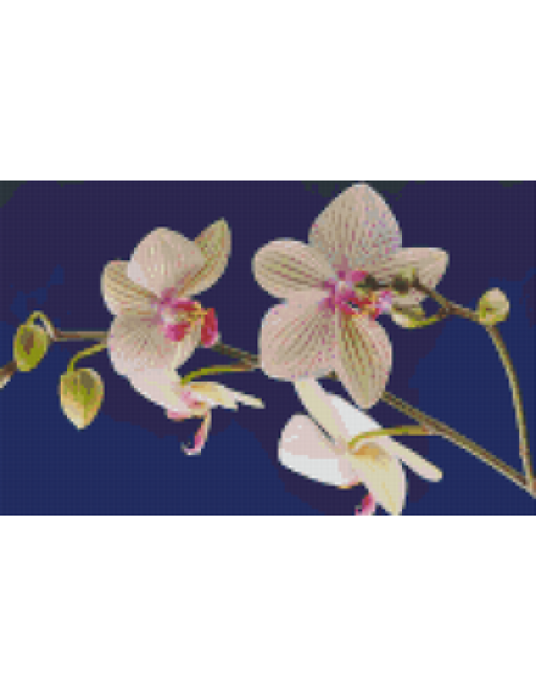 orchidee (808074) 8 basisplaten