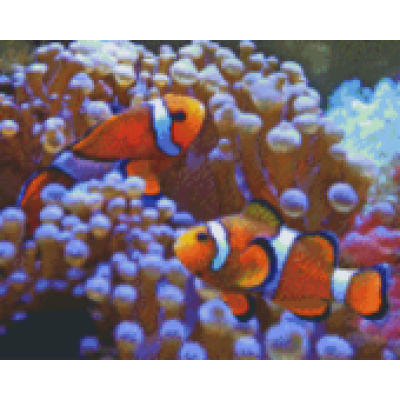 clownvisjes (809128) 9 basisplaten