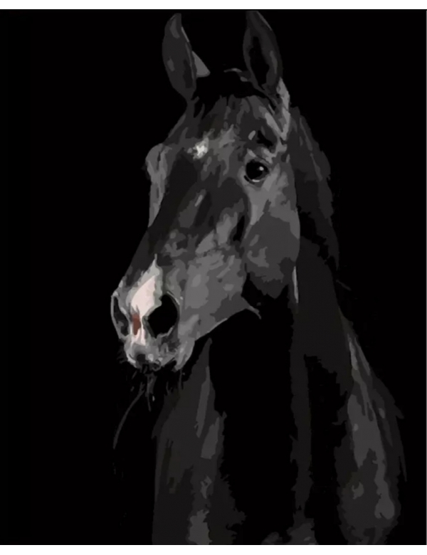 Painting by numbers: Zwart Paard
